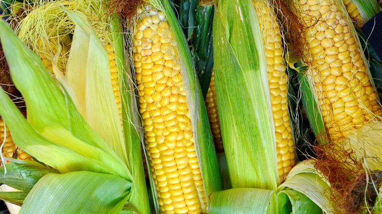 Fresh ears of yellow corn still in their husks