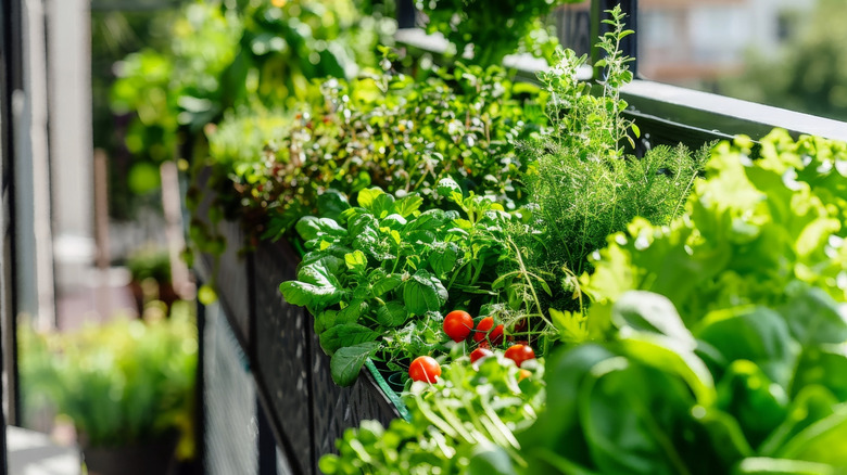 Various herbs growing alongside tomatoes in hanging planter