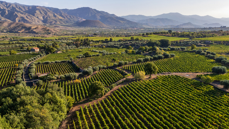 vineyard landscape in sicily