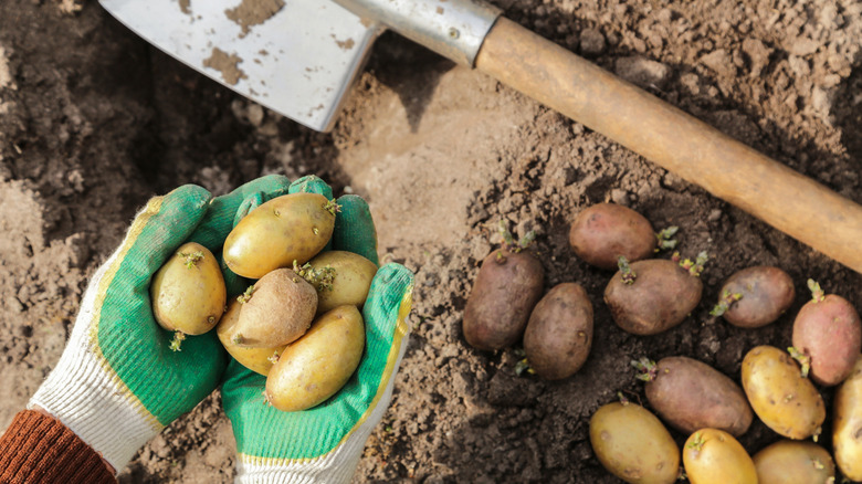 person in gardening gloves holding a bunch of freshly dug potatoes with the spade on the ground behind them
