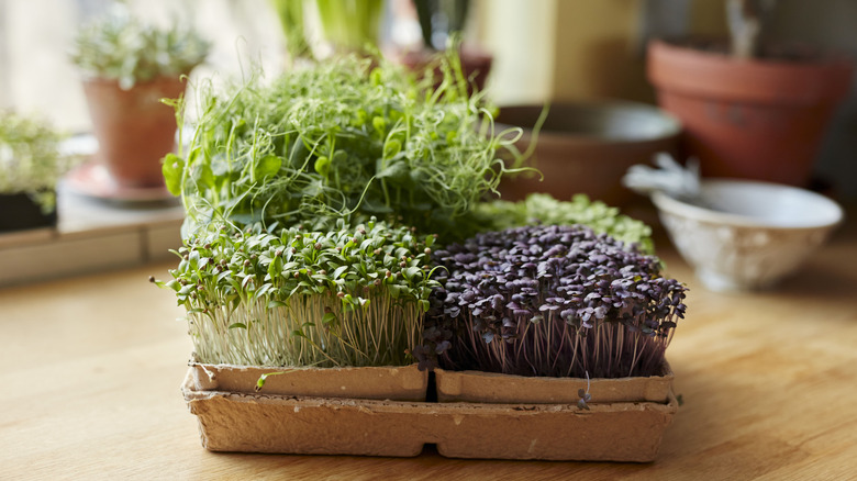 micrigreens growing in a kitchen tray