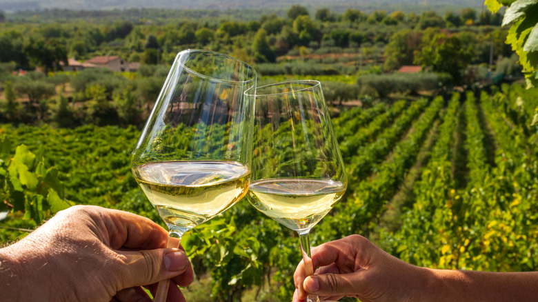 Cheers with two glasses of white wine in Sicilian vineyard during grape harvest, celebrating the wine culture in the countryside.
