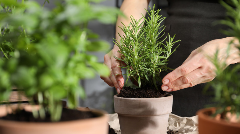 woman planting rosemary in terracotta pot