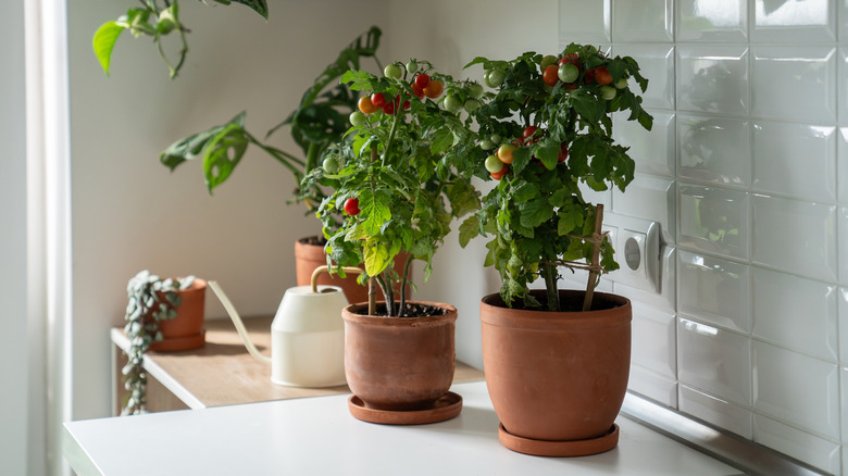 Colorful tomatoes growing inside kitchen in terracotta pots