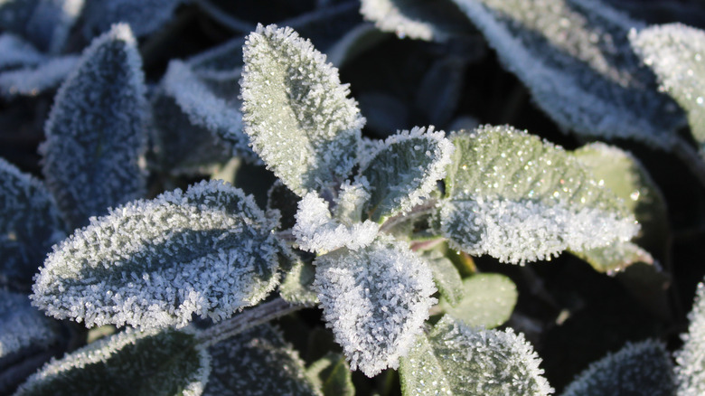 Sage with hoarfrost