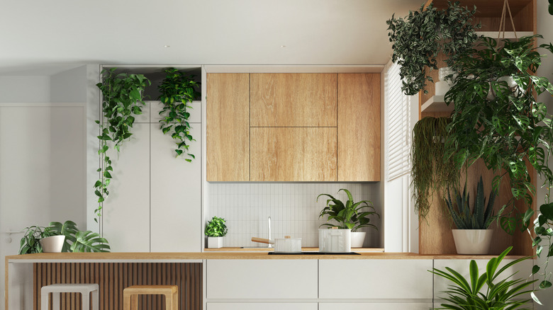 A kitchen with a lot of plants