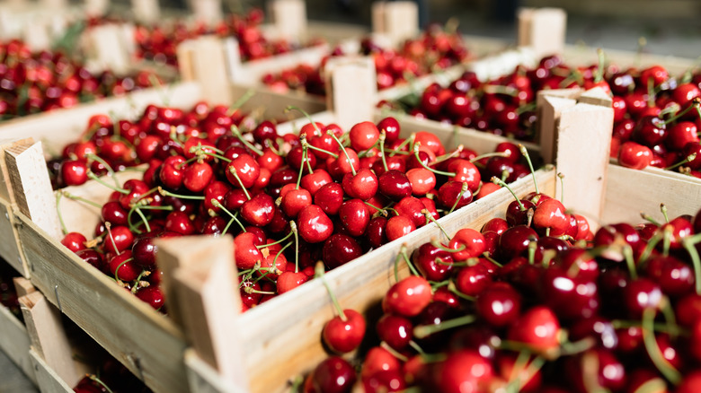 fresh cherries in boxes