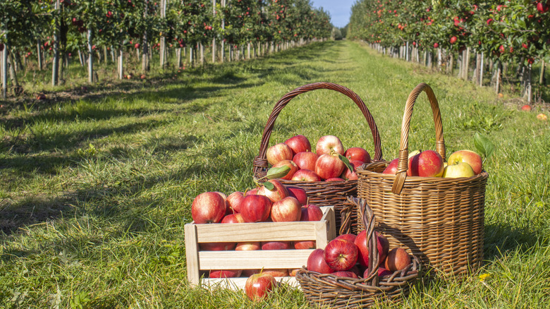 Russet apples on a tree