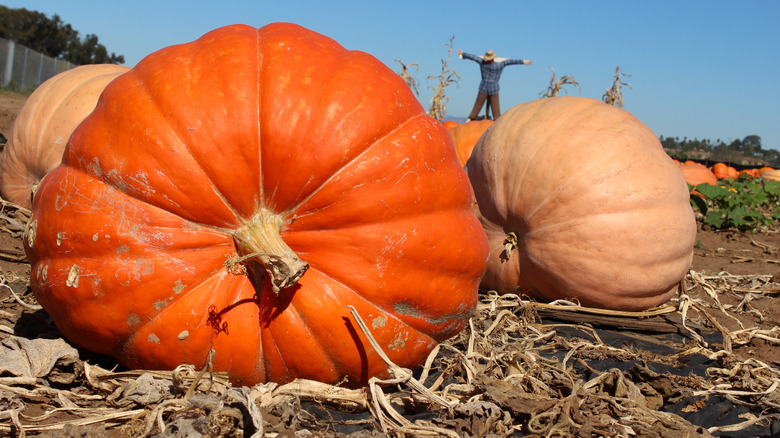 Very large pumpkin turned on its side in an outdoor patch
